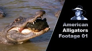 Alligator Eats Turtle Stock Footage [upl. by Mcferren]