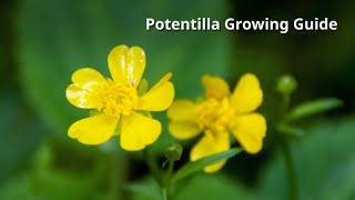 Potentilla Growing Guide by GardenersHQ [upl. by Kcirevam580]