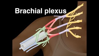 Brachial plexus [upl. by Okikuy]