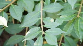 Euonymus alatus  Winged Euonymus [upl. by Niahs]