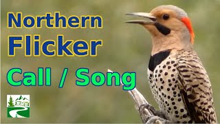 Northern flicker call  song  sounds  Woodpecker Bird [upl. by Ojimmas572]