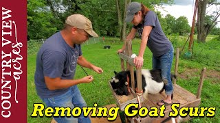 First Time Removing Goat Scurs  Homestead VLOG [upl. by Felizio]