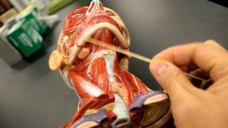 MUSCULAR SYSTEM ANATOMYMuscles of the neck model description [upl. by Ralfston312]