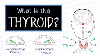 Hyperthyroidism  Hyperthyroid Endocrine Nursing Symptoms Treatment Pathophysiology NCLEX [upl. by Aryad]