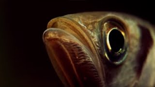 A Fish that Shoots its Prey  Weird Nature  BBC Earth [upl. by Yroj]