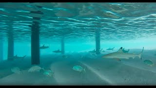 Snorkeling with Dozens of Sharks in Maldives  SCARY [upl. by Naujed]