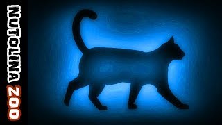 Miauwende katten  Kattengeluiden  Katzen miauen  Katten geluid [upl. by Ynaitirb]