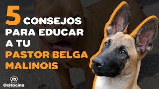 5 CONSEJOS PARA EDUCAR A TU PASTOR BELGA MALINOIS [upl. by Soilisav]