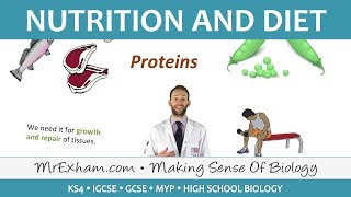 Nutrition and Diet  GCSE Biology 91 [upl. by Atirac]