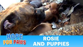 Rescuing a family of dogs with help from iPhone and You Tube Please share dog [upl. by Nwadrebma]