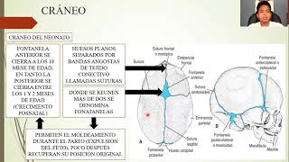 EMBRIOLOGÍA ESQUELETO AXIAL [upl. by Latrice]