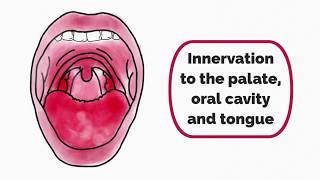 Innervation to the Palate Oral Cavity and Tongue [upl. by Nivlem]