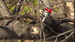 Pileated Woodpecker Call [upl. by Eelarbed]