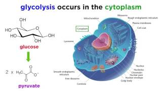 Cellular Respiration Part 1 Glycolysis [upl. by Jelena]