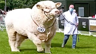 Champion Bulls of Different Breeds at Royal Highland Show 2021 [upl. by Gnouh]