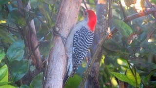 Red Bellied Woodpecker Calling and Drumming [upl. by Jakie]