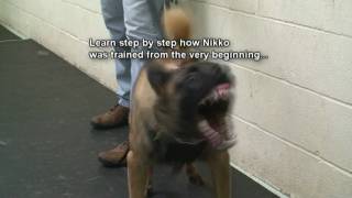 Dog Training  How to train dogs for Real Protection Must See k91com [upl. by End]