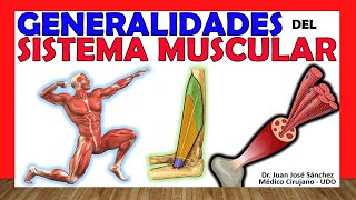 🥇 SISTEMA MUSCULAR Clasificación Tipos y Generalidades [upl. by Rosabel57]