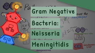 Gram Negative Bacteria Neisseria meningitidis [upl. by Nailuj]