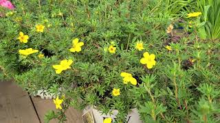 Potentilla Happy Face® Yellow Bush Cinquefoil  BRIGHT Easy to Grow Hardy Native Shrub [upl. by Adelheid]