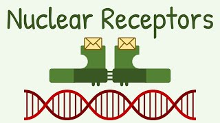 Nuclear Receptors amp Signaling Pathway [upl. by Aneloj]