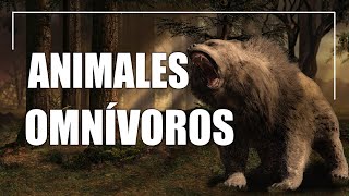 Animales omnívoros  Tipos características y ejemplos [upl. by Kurtis]