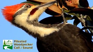 Pileated woodpecker call  sound [upl. by Id163]