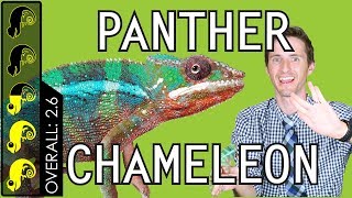 Panther Chameleon The Best Pet Lizard [upl. by Aihsenet70]