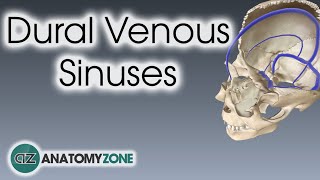 Dural Venous Sinuses  3D Anatomy Tutorial [upl. by Ymaj740]