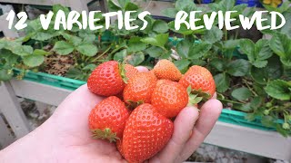 Which Strawberry is the best 12 Varieties in Quick Review [upl. by Adlee]