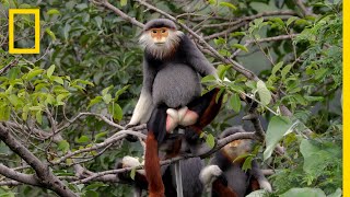 This Endangered Monkey is One of the World’s Most Colorful Primates  Short Film Showcase [upl. by Jermayne]