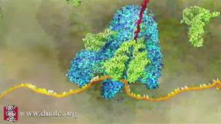 mRNA Translation Advanced [upl. by Agatha]