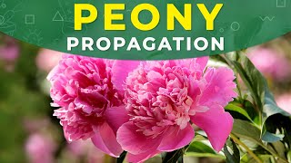 PEONY PROPAGATION  CARE FOR THE PLANT REJUVENATION [upl. by Mroz]