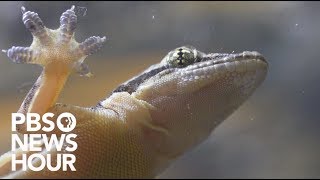 How do Asian house geckos run on water [upl. by Aisetra]