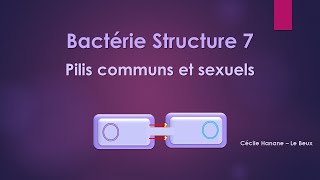 Bactérie Structure 7 PILI COMMUNSet SEXUELS [upl. by Adneral]