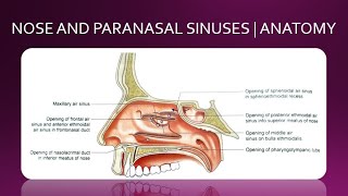 NOSE AND PARANASAL SINUSES  ANATOMY  SIMPLIFIED [upl. by Sakul]