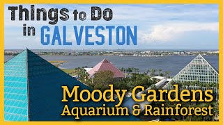 Moody Gardens  Guided Tour of Aquarium amp Rainforest  Things to Do in Galveston [upl. by Laon]