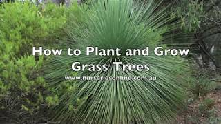 How Plant and Grow Grass Trees  Xanthorrhoea Species [upl. by Nedry]