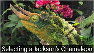 Selecting Your Jacksons Chameleon [upl. by Oirom]