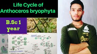 Life cycle of Anthoceros  External and internal structure of anthoceros [upl. by Jamila]