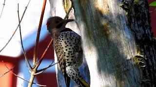 Northern Flicker Woodpecker Call  Bird Sounds [upl. by Namurt645]