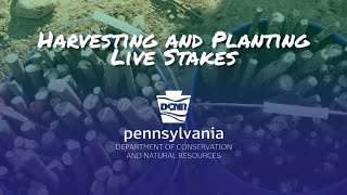 Harvesting and Planting Live Stakes [upl. by Kenn]