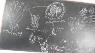 Life cycle of Anthoceros [upl. by Clayborne]