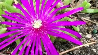 Ice Plant Delosperma Psychedelic Plants [upl. by Nylcoj211]