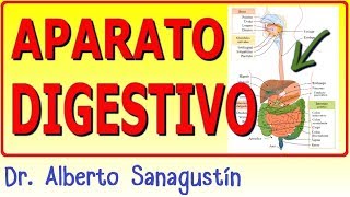 SISTEMA DIGESTIVO ✅ anatomía y fisiología [upl. by Araj]