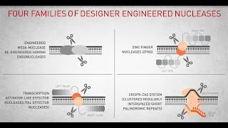 Genome Editing with engineered nucleases [upl. by Suravart]