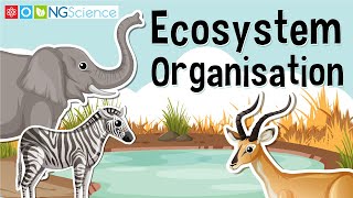 Ecosystem Organisation [upl. by Hewet]