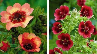 How to Plant Potentilla SummerAutumn Guide [upl. by Hazem]