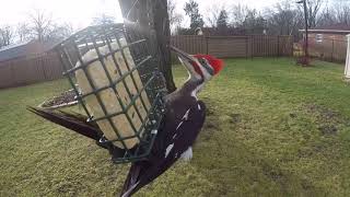 Pileated Woodpecker Calling [upl. by Goldia798]