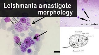 Leishmania amastigote morphology [upl. by Pulchia]